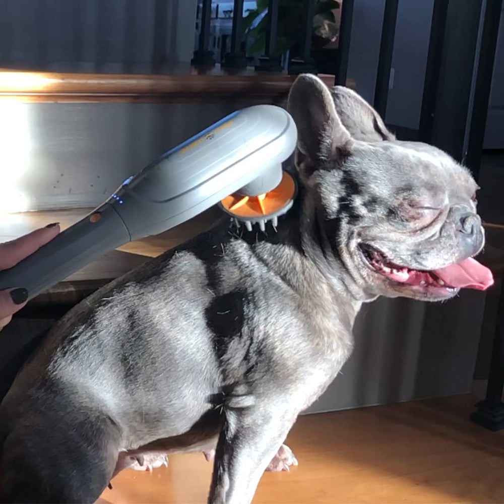 PAW WAVE PERK: diseño-calibrado seguro para mascotas
