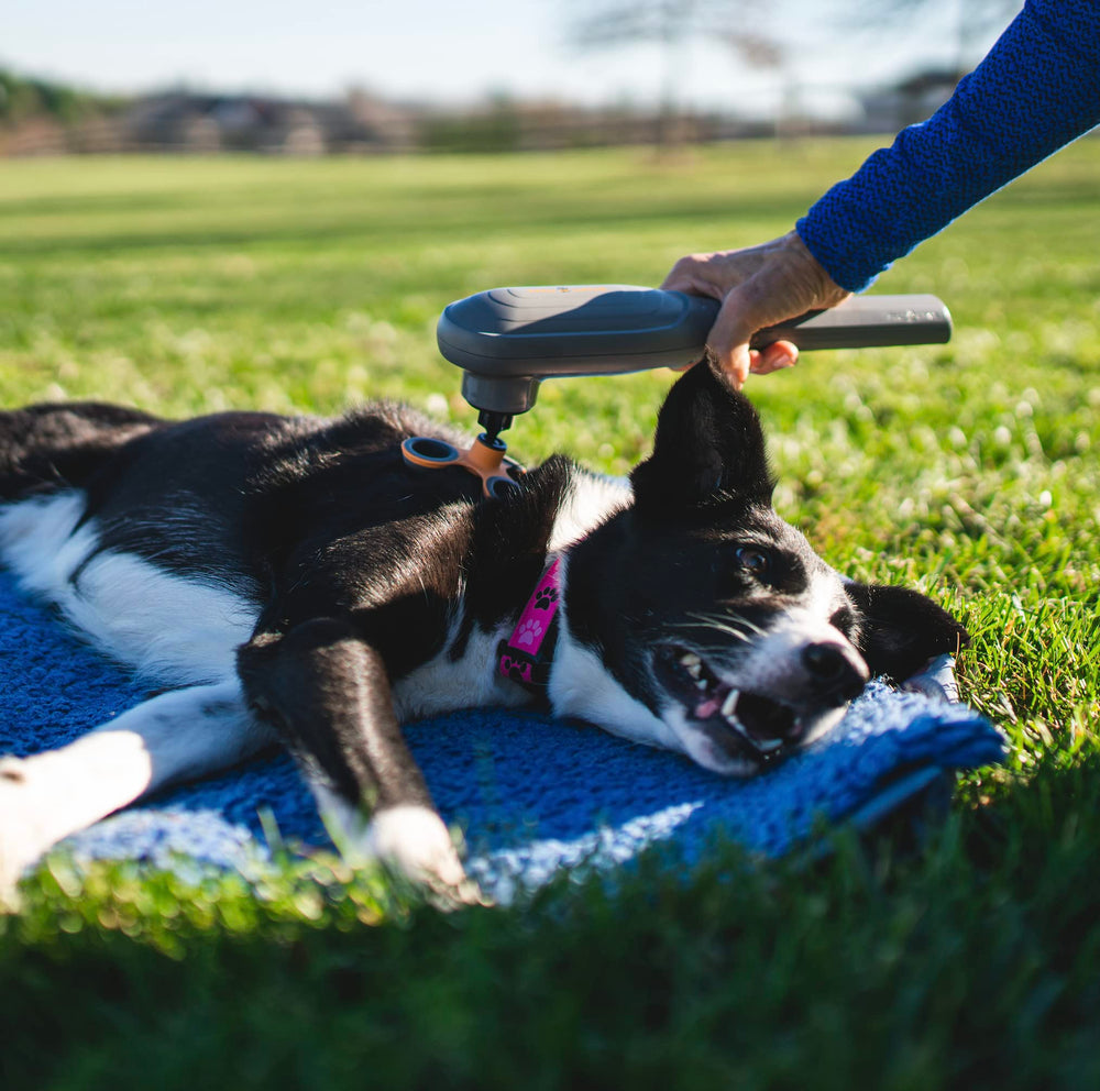 PAW WAVE PERK: recomendacion-veterinaria recomendado por veterinarios