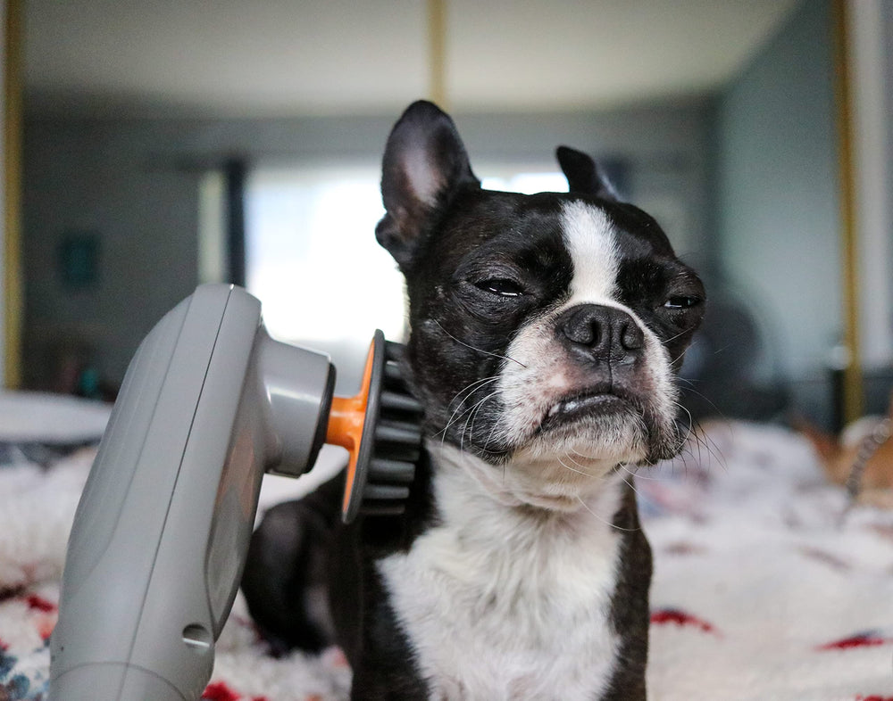 PAW WAVE PERK: uso-domestico-facil sesiones rápidas y tranquilas