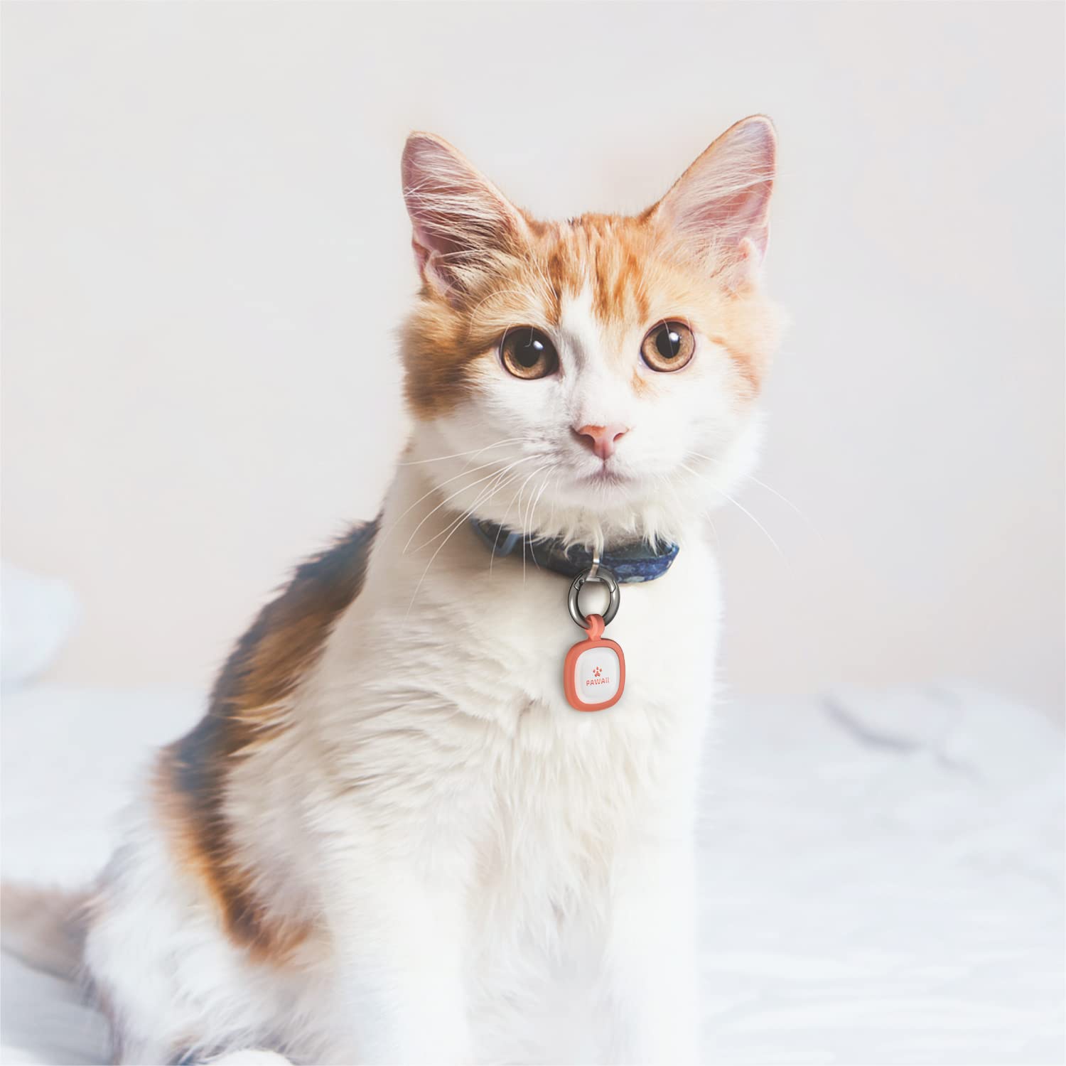 Etiqueta Pawaii silicona azul profundo, limpieza fácil y durabilidad para mascotas.