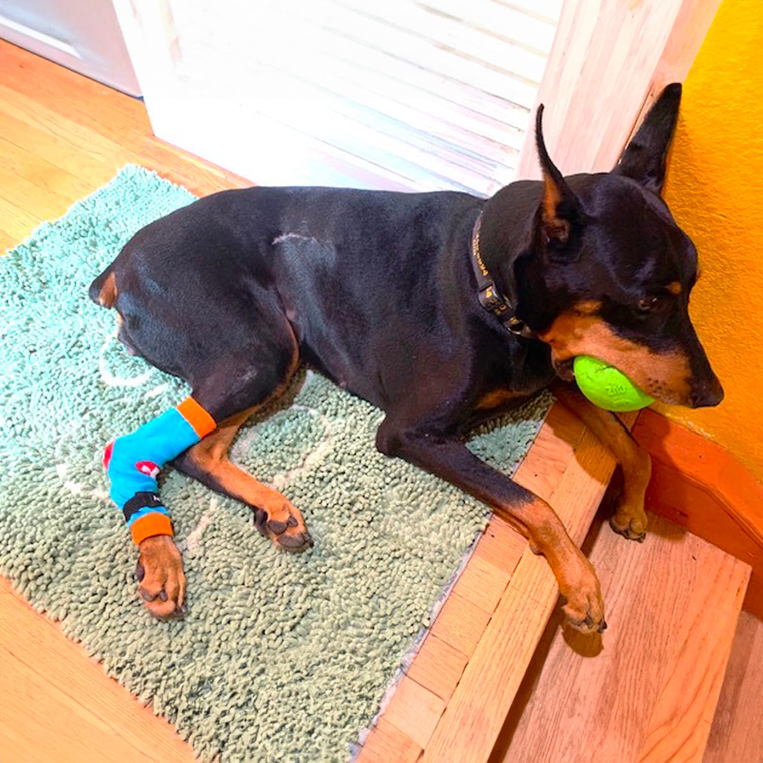 PawFlex Comfy Pawz colocación fácil, se coloca sin esfuerzo.