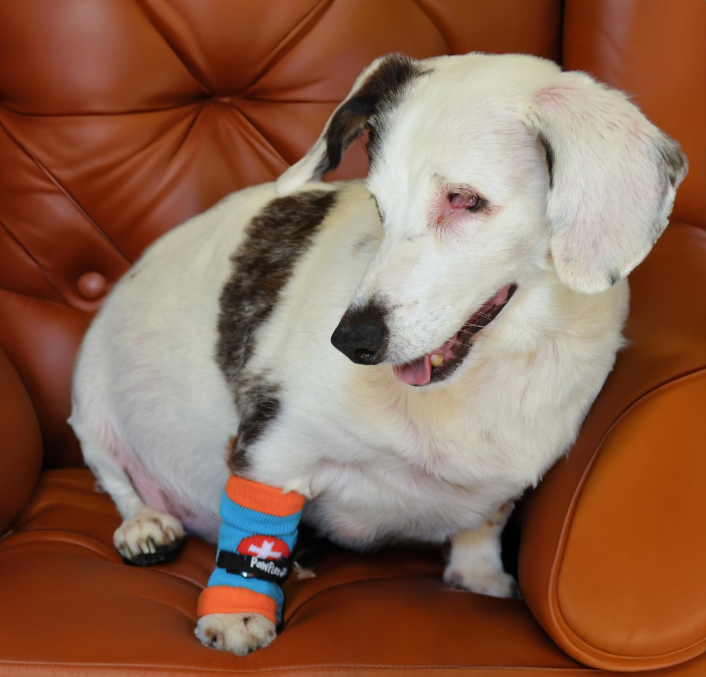 PawFlex Comfy Pawz uso diario y paseos al aire libre con protección suave.