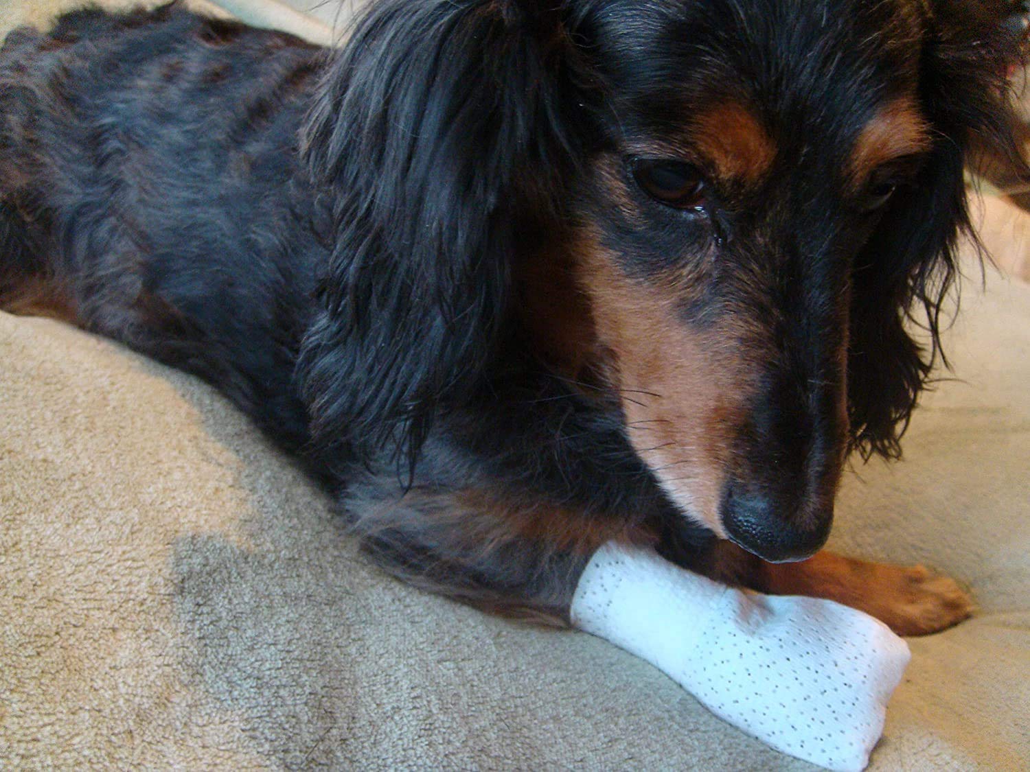 PawFlex Medimitt: resistente al agua para interiores.