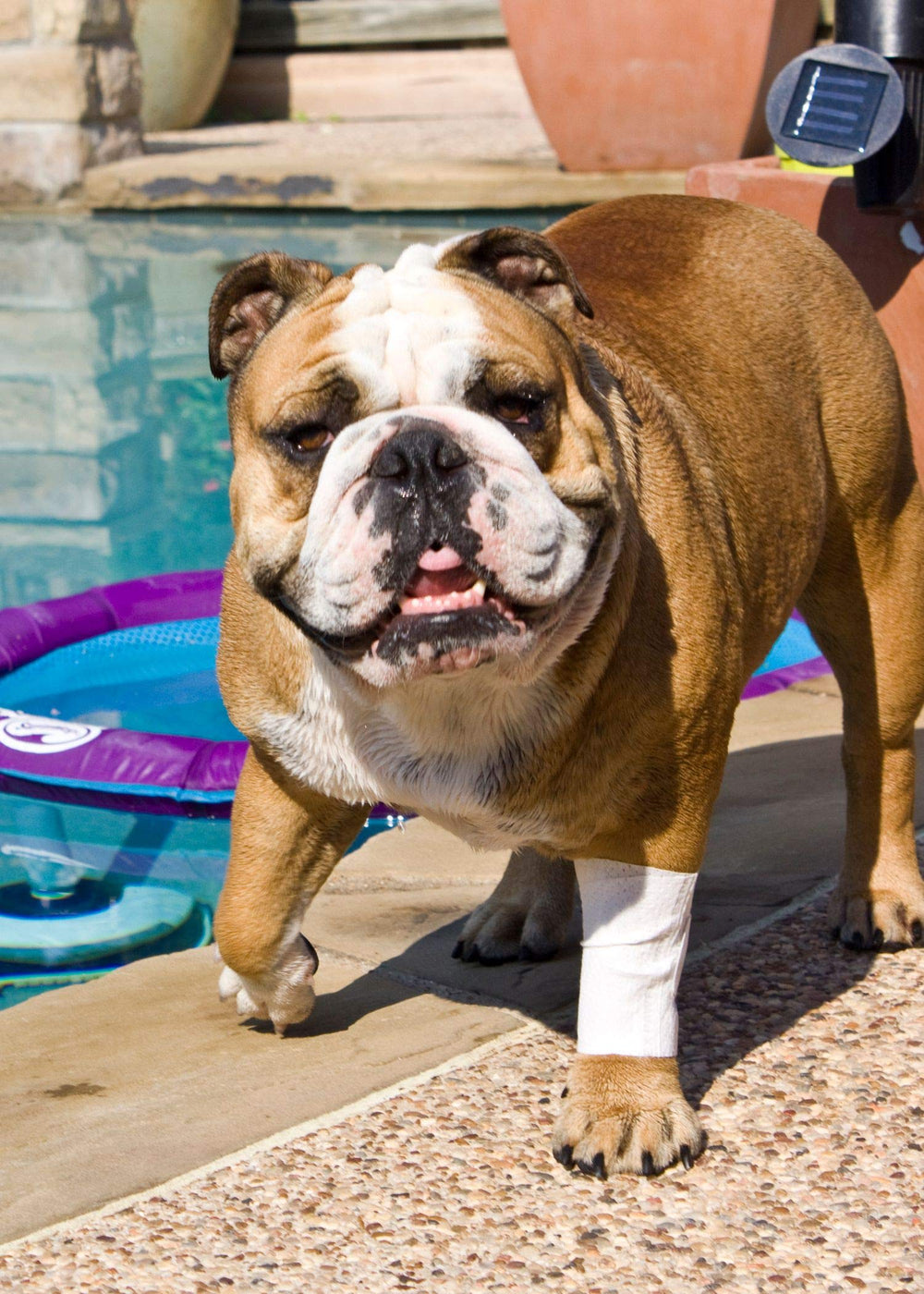 PawFlex resistente al agua para uso exterior