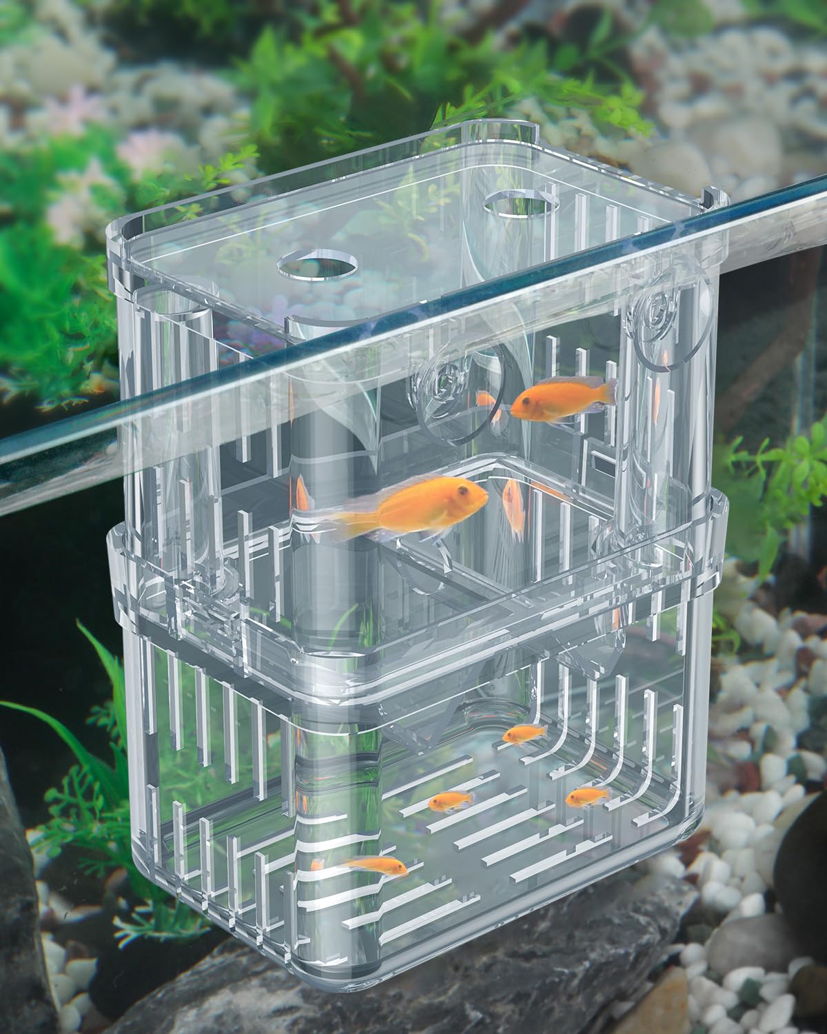 Caja de cría Pawfly transparente para acuario, observa alevines con claridad.