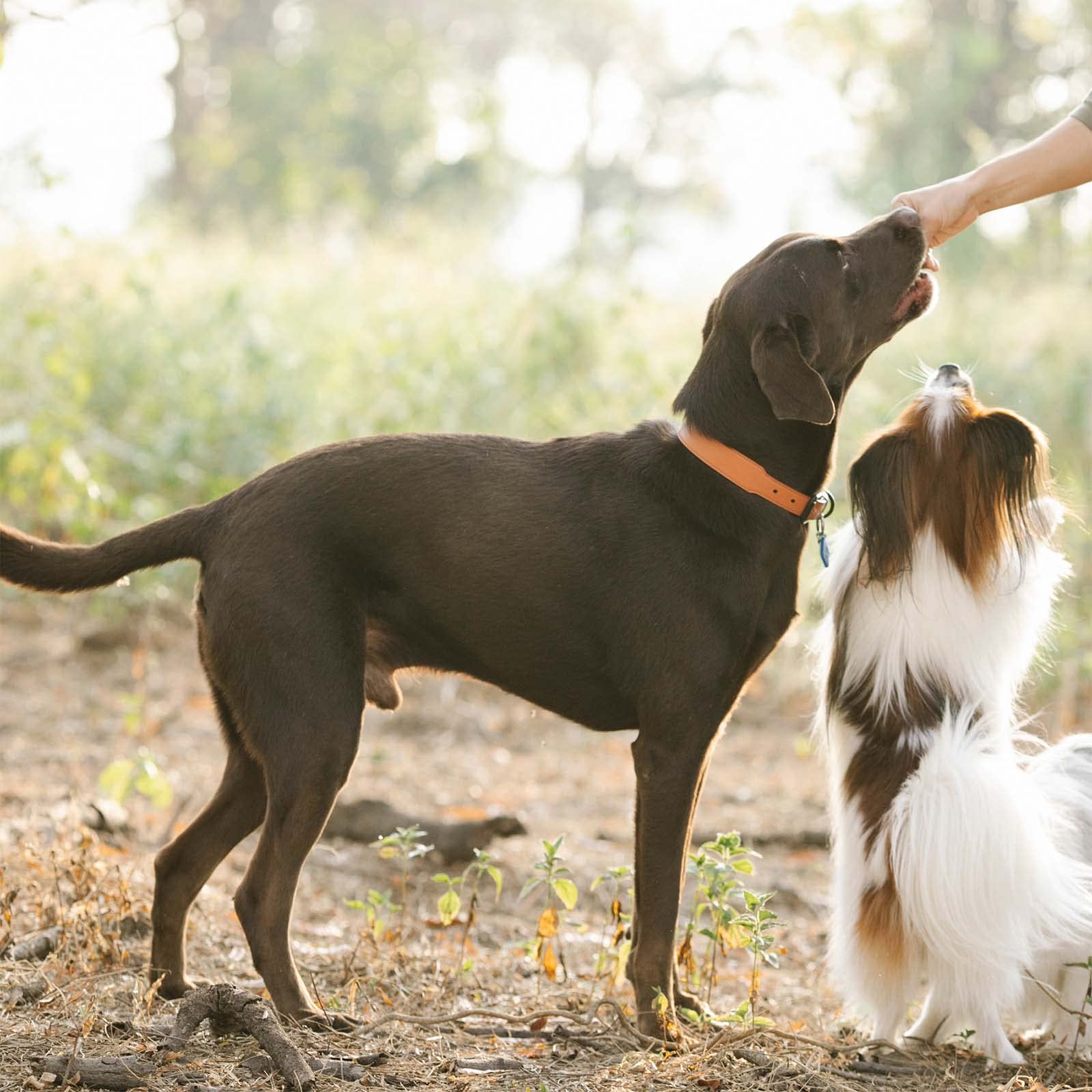 Pawmate convient-toutes-tailles, snack polyvalent pour chiens de toutes tailles.