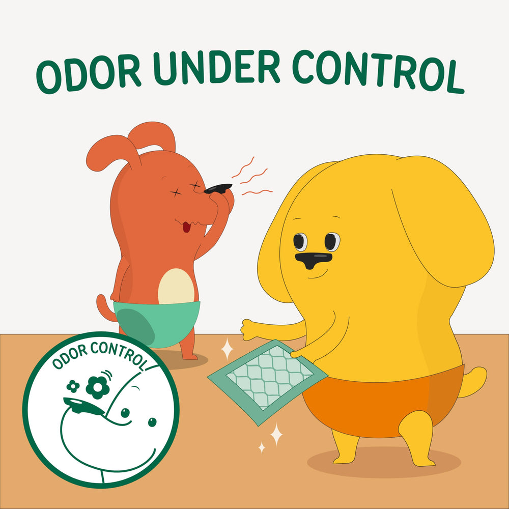 PAWPANG protección diaria para perros evita manchas y fugas.
