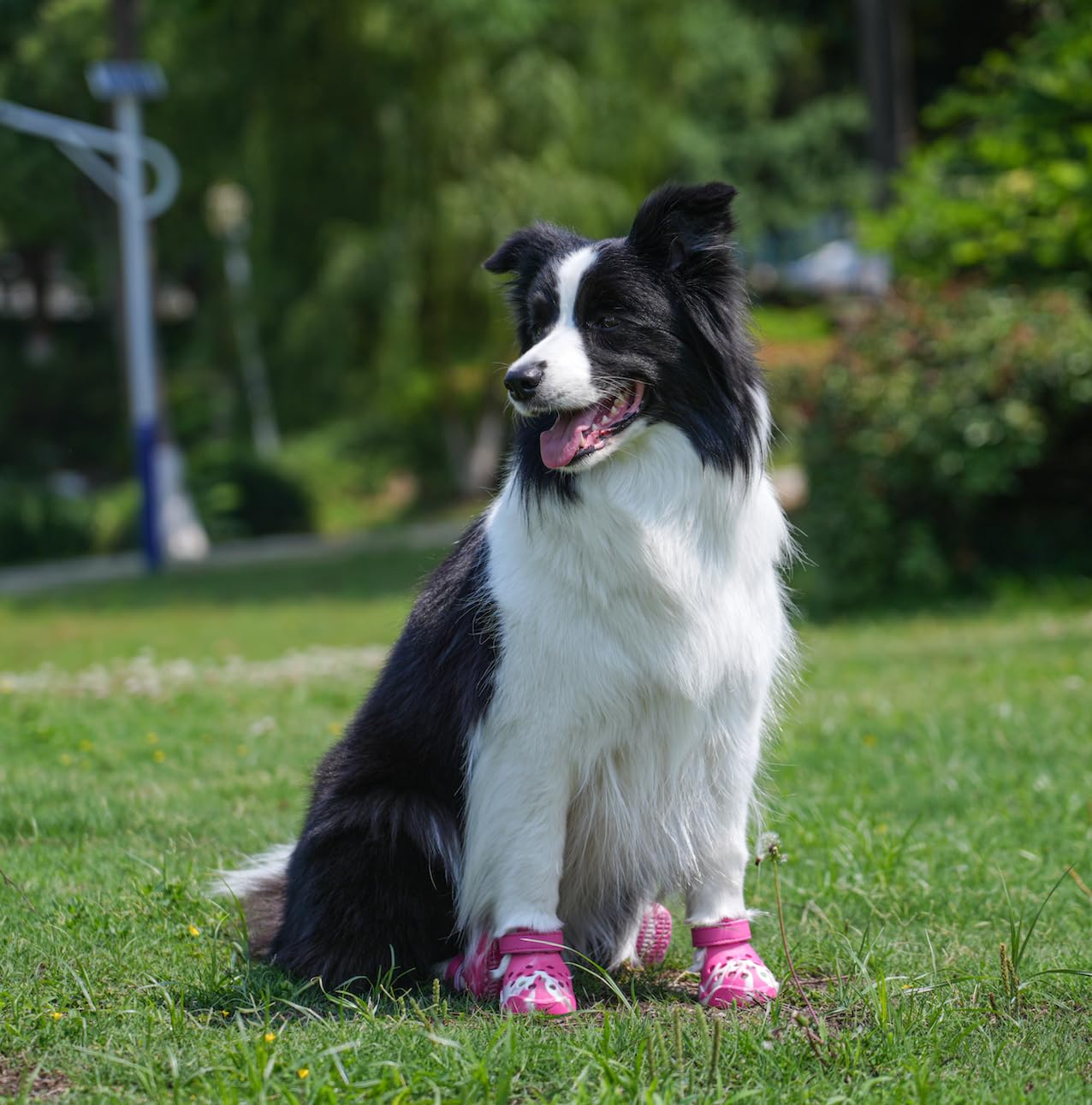 PawPosh, uso exterior para caminatas al aire libre.