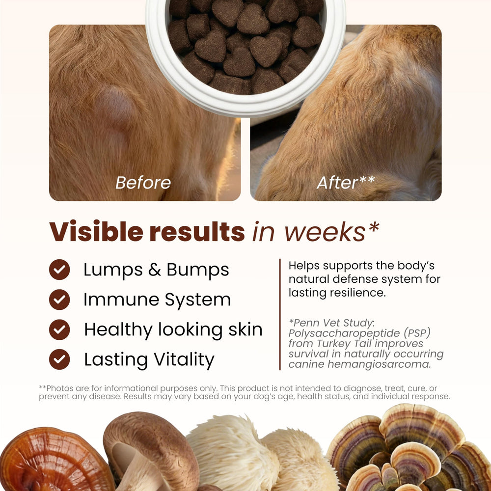 PAWPULSE FORMULA hongo cola de pavo para perros favorece respuestas inmunes equilibradas