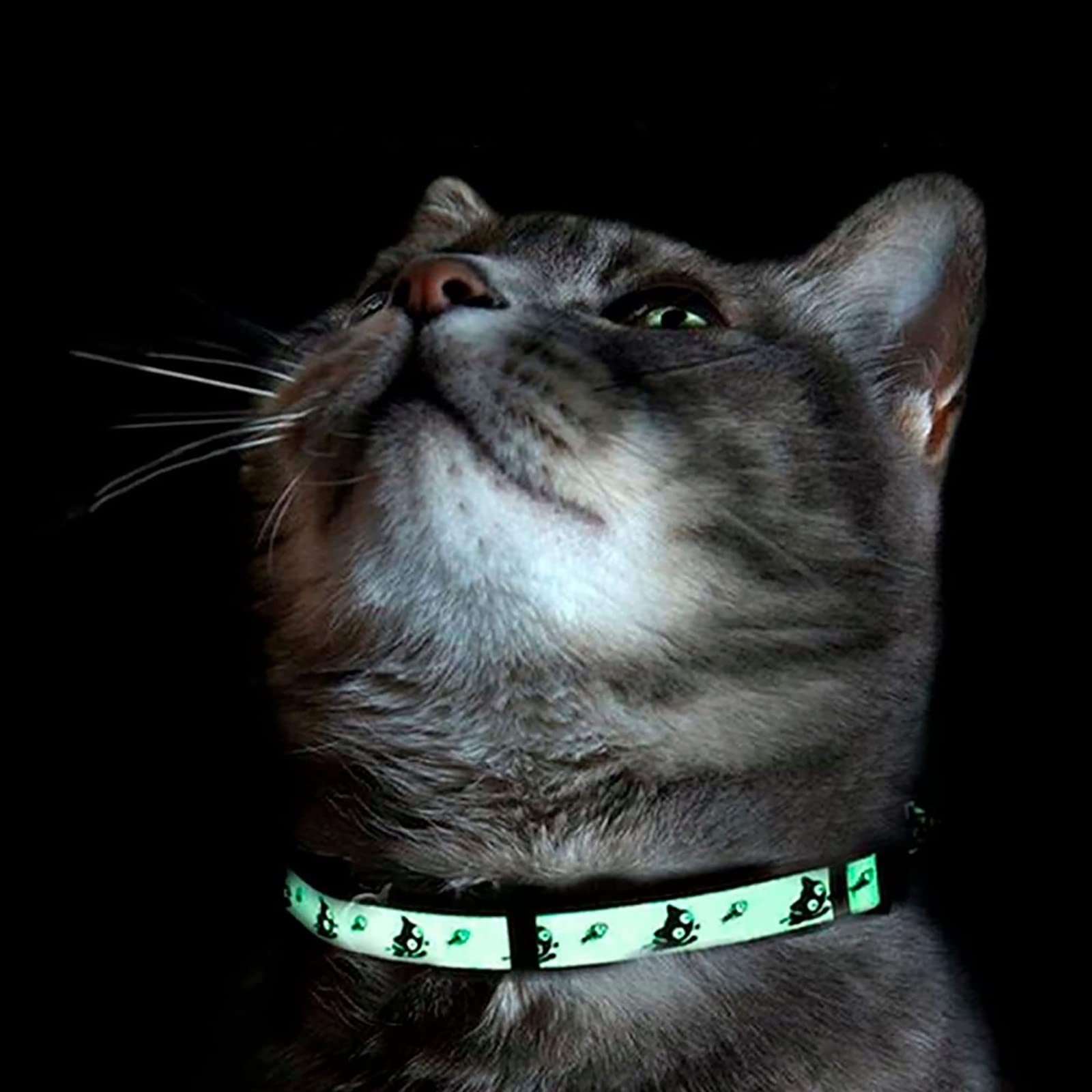 Collar Pawtitas para gatitos, ideal para exploración
