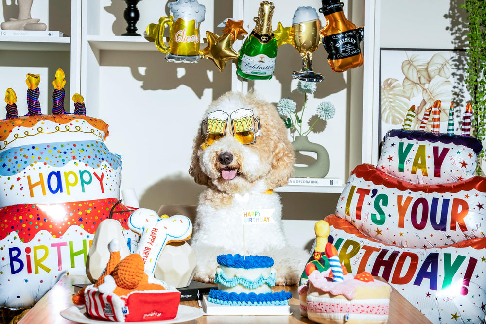 Pawty tamaño perfecto para perros pequeños y medianos, cómodo de sujetar