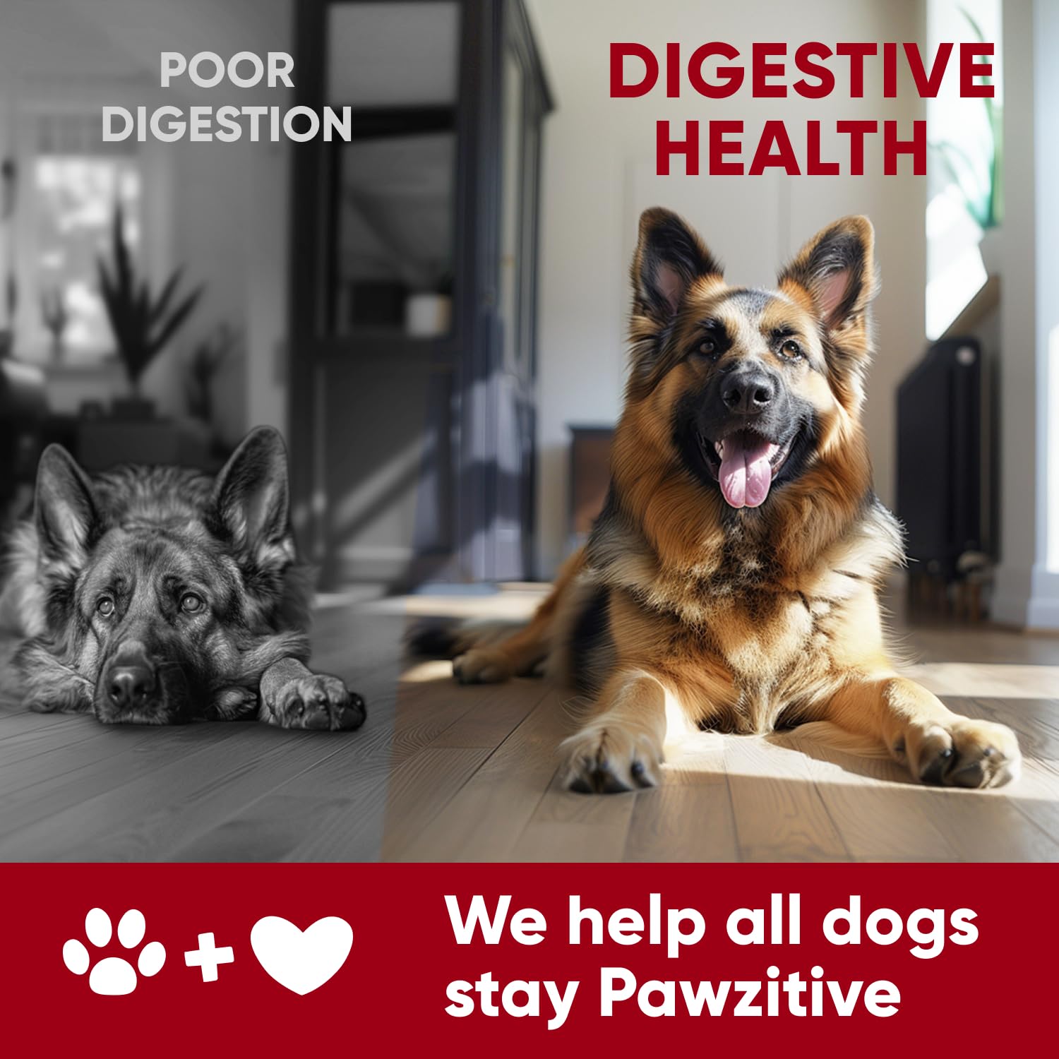 Pawzitive Pets probióticos para perros - cuidado de piel y oídos