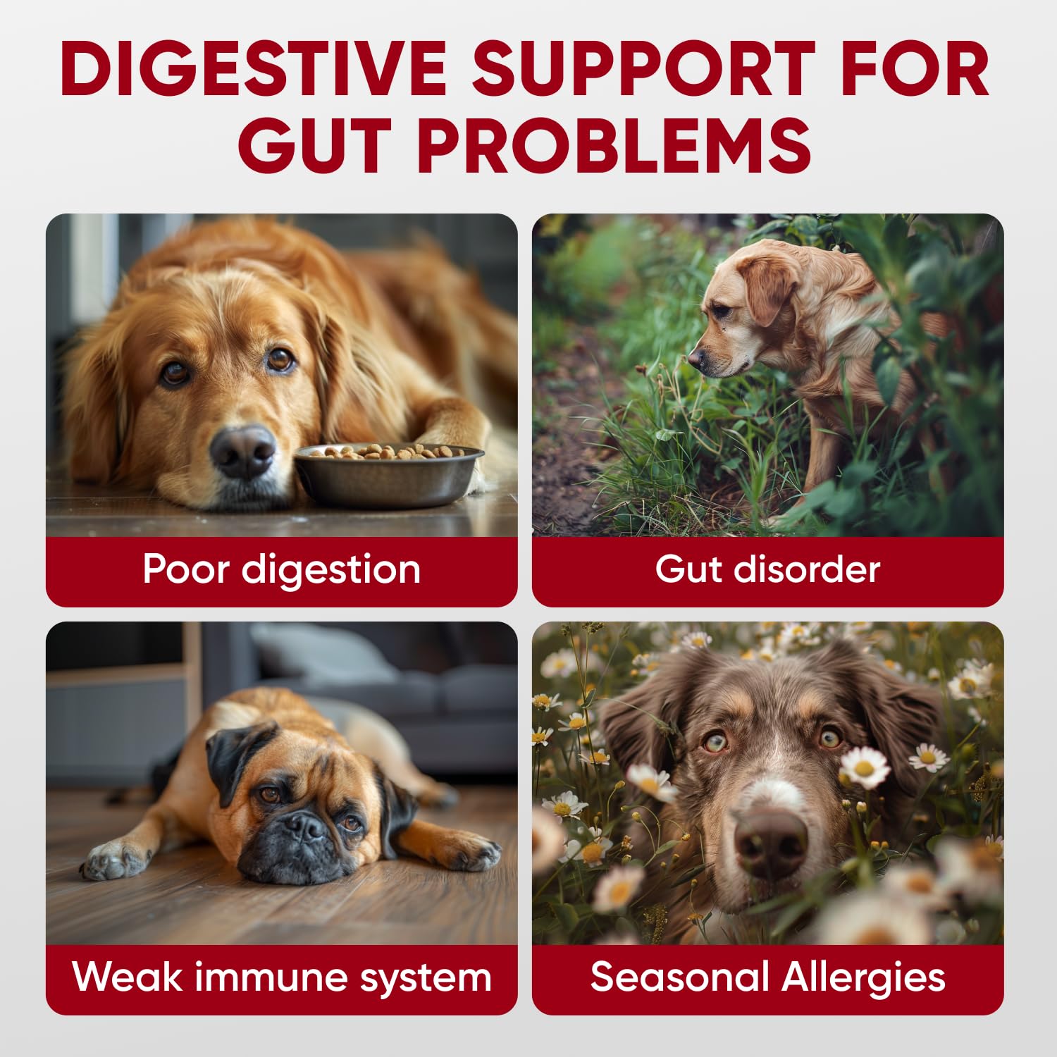 Pawzitive Pets probióticos para perros - masticables para uso diario