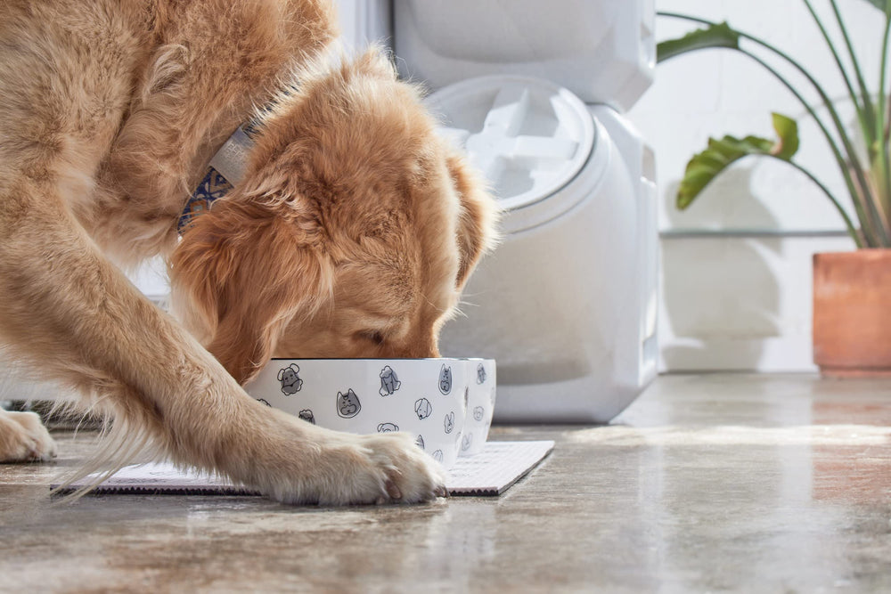 Conçu pour chiens de taille moyenne à grande et foyers multi-animaux.