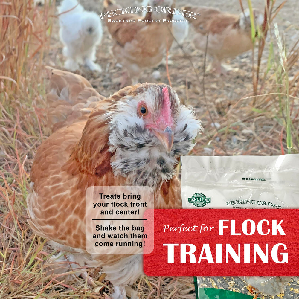 Pecking Order 9328: pollos comiendo al aire libre en el gallinero