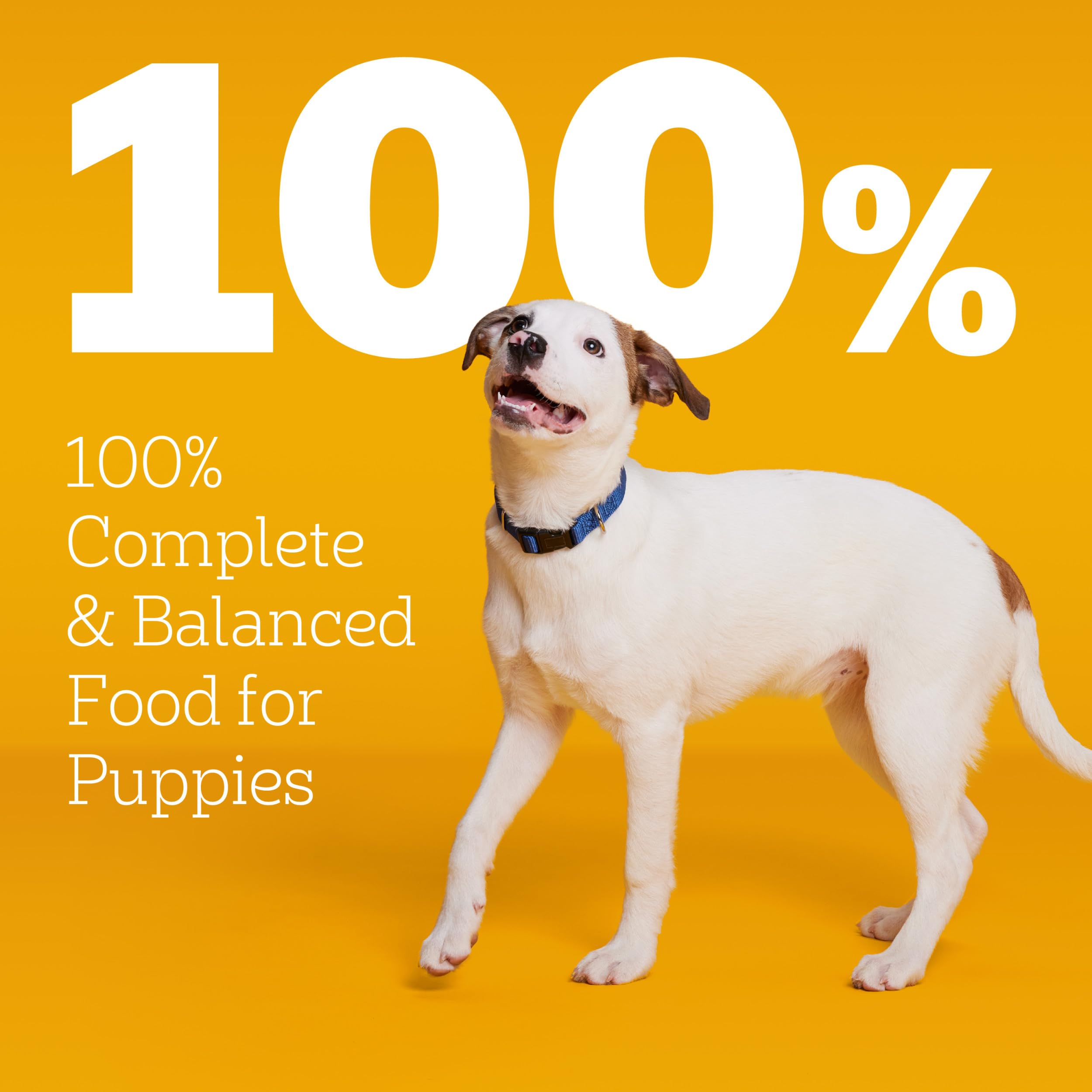 Pedigree croquetas en cuenco para cachorros, ideal para una comida sabrosa.