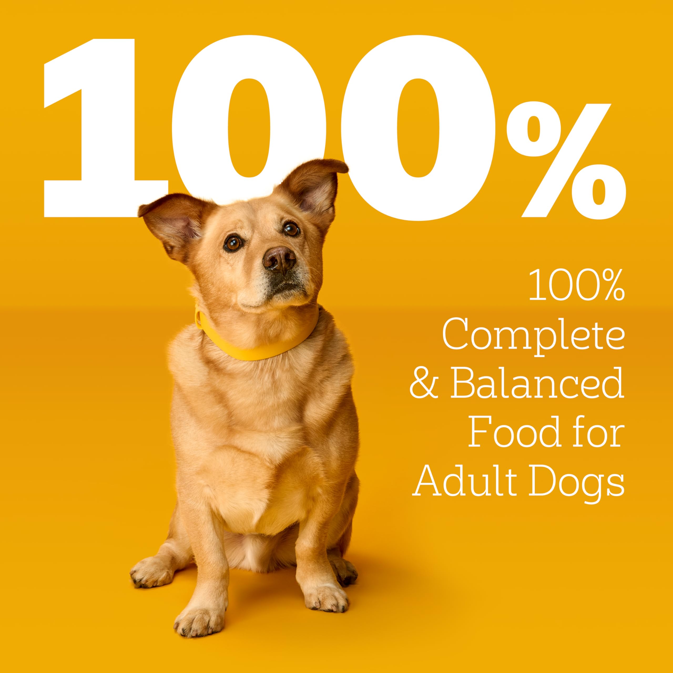 Pedigree Choice Cuts en Gravy, plato-servir, salsa sabrosa para cada comida.