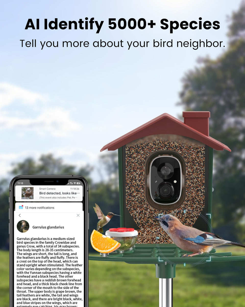 Peeipm alimentador con reservorio de alimento para atraer aves favoritas.