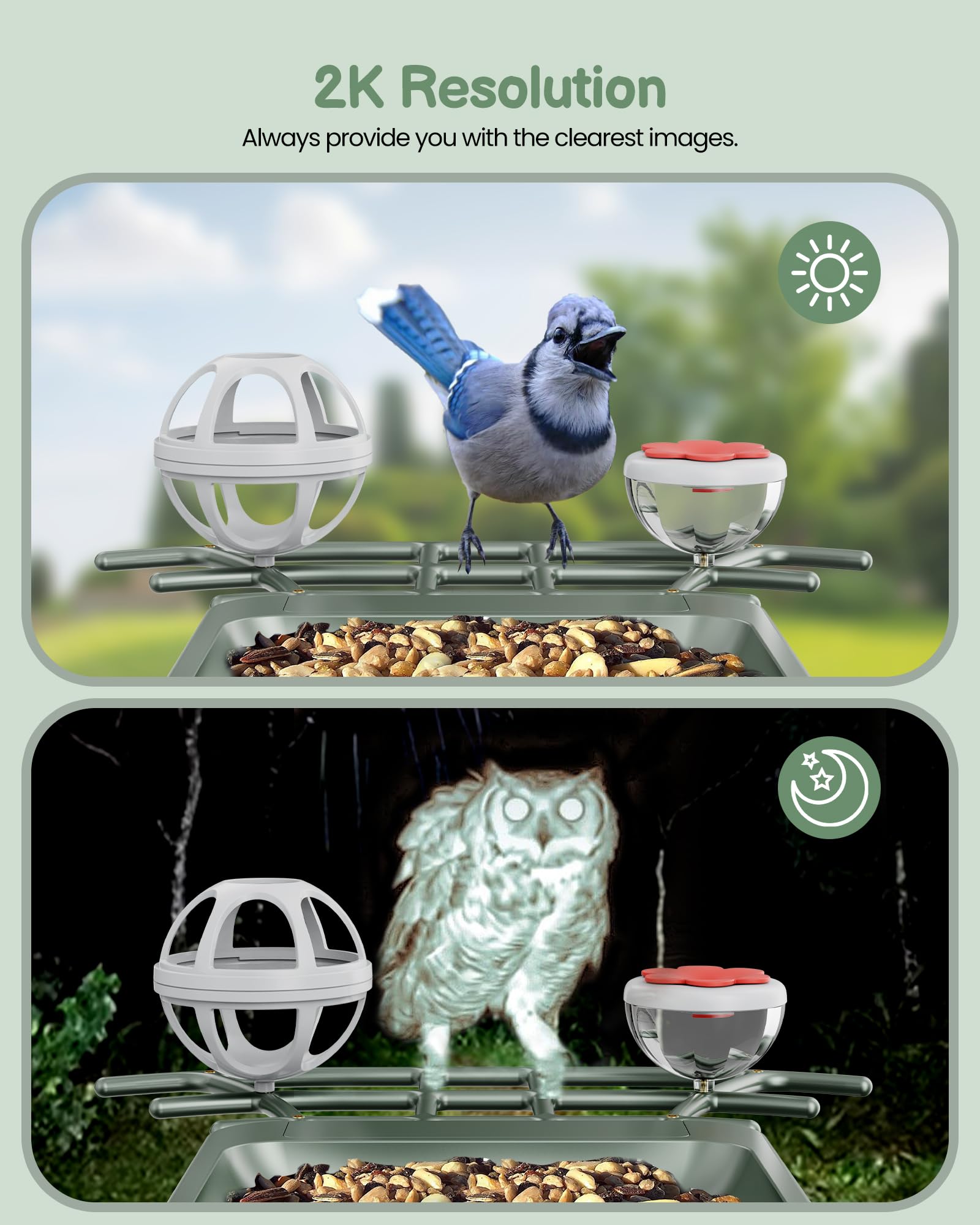 Peeipm reconocimiento IA de aves para identificar especies frecuentes.