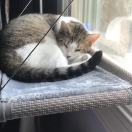 PEFUNY ventosas grandes para gatos: sujeción segura hasta 40 lb