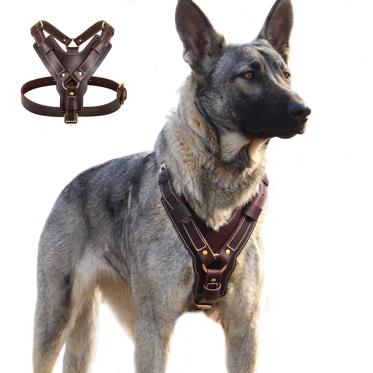 ARNES PET ARTIST en cuero ajustable para perros grandes, ideal para paseos diarios.