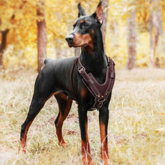 ARNES PET ARTIST con cuero doble y costuras de nylon resistente.