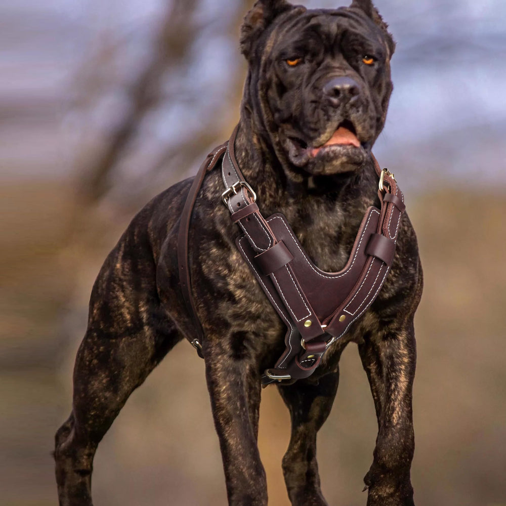 ARNES PET ARTIST permite movimiento libre durante caminatas y entrenamiento.