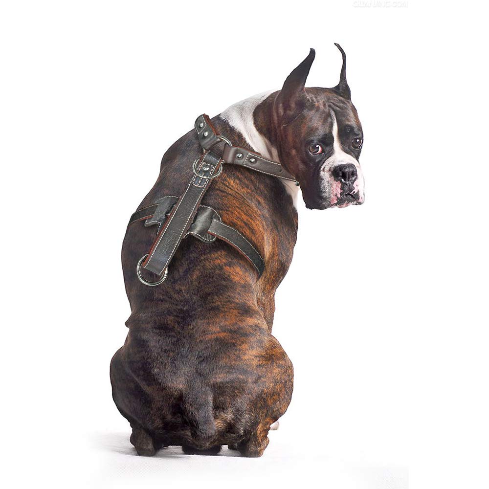 PET ARTIST diseño ligero y elegante, cómodo y no rígido.
