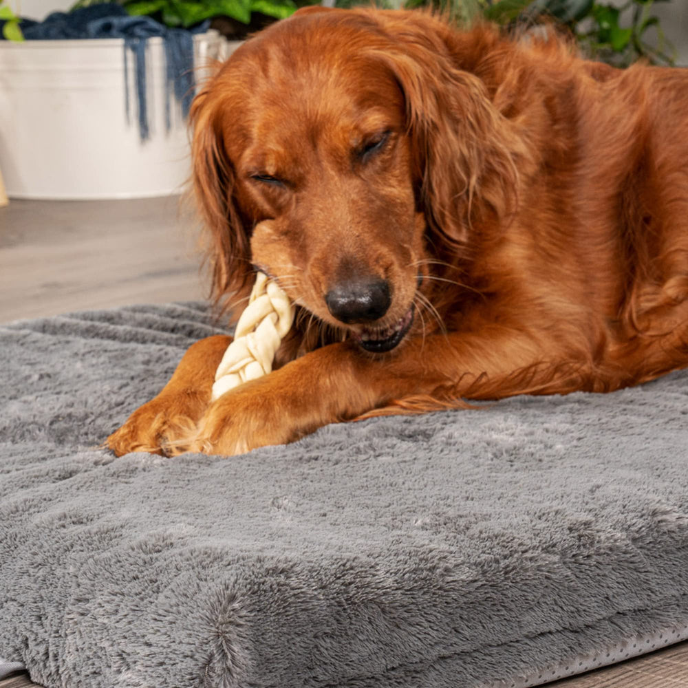 Envase CareChewz con 15 unidades para perros