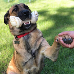 Dog chews Pet Factory beefhide knotted bone during playtime.