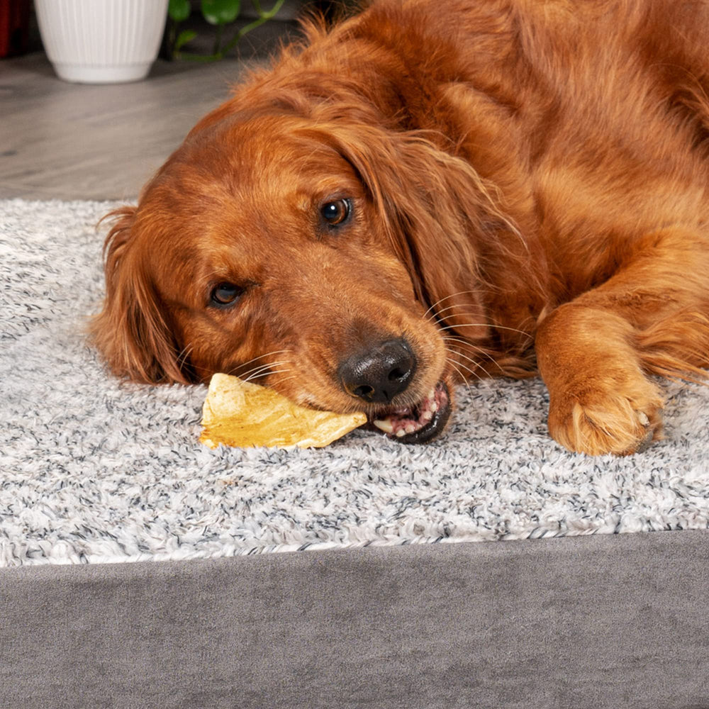 Uso de Pet Factory para apoyar higiene bucal durante la masticación.