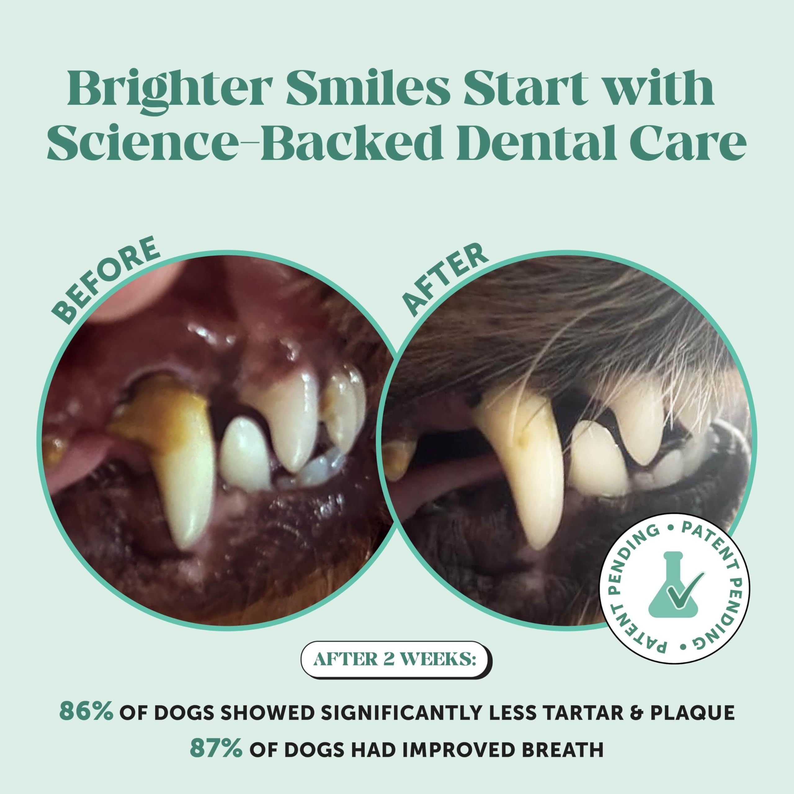 Muestra espolvoreando Pet Honesty Dental Powder para la higiene diaria del perro.