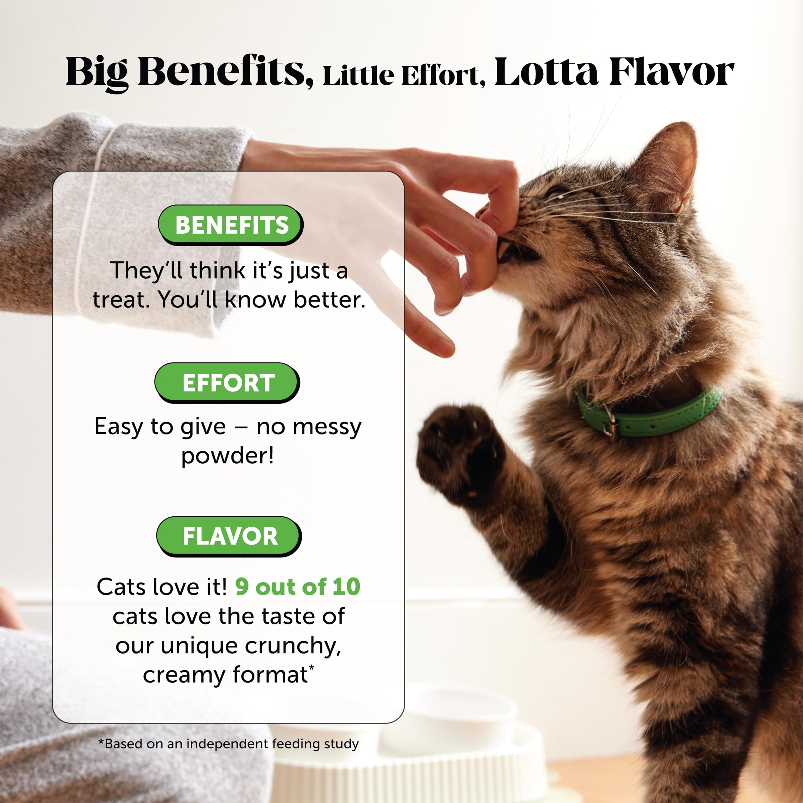 Pet Honesty impulsa inmunidad felina con probióticos para bienestar.