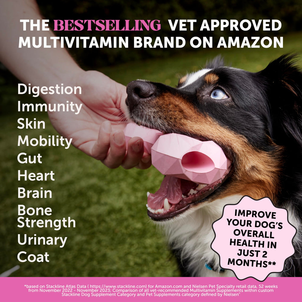 Pet Honesty probióticos para perro, cápsula visible y apoyo digestivo suave.