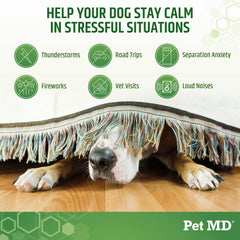 Pet MD perro relajado en sofá: sensación de calma y confort.