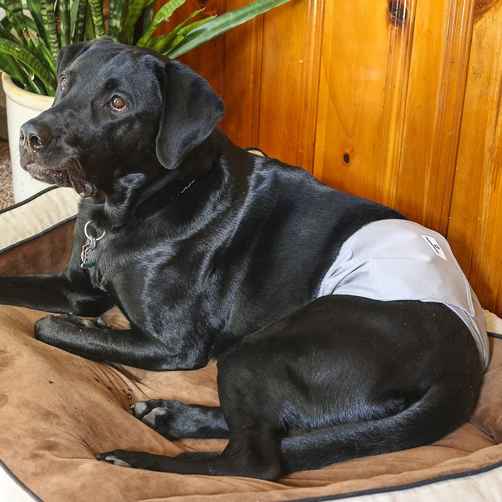 Perro usando bandas durante juego, confort y tranquilidad para el dueño.
