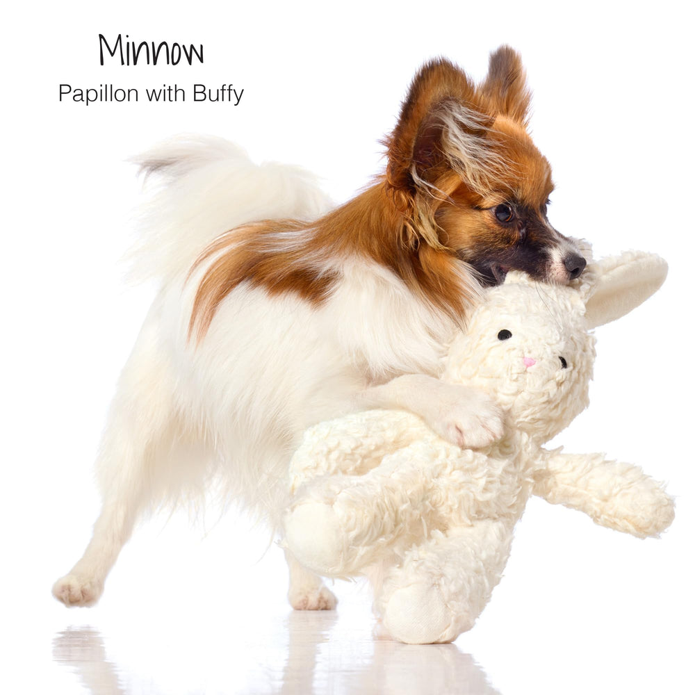 Pet Passion: juguete de tirón de algodón duradero para sesiones de juego y ejercicio.