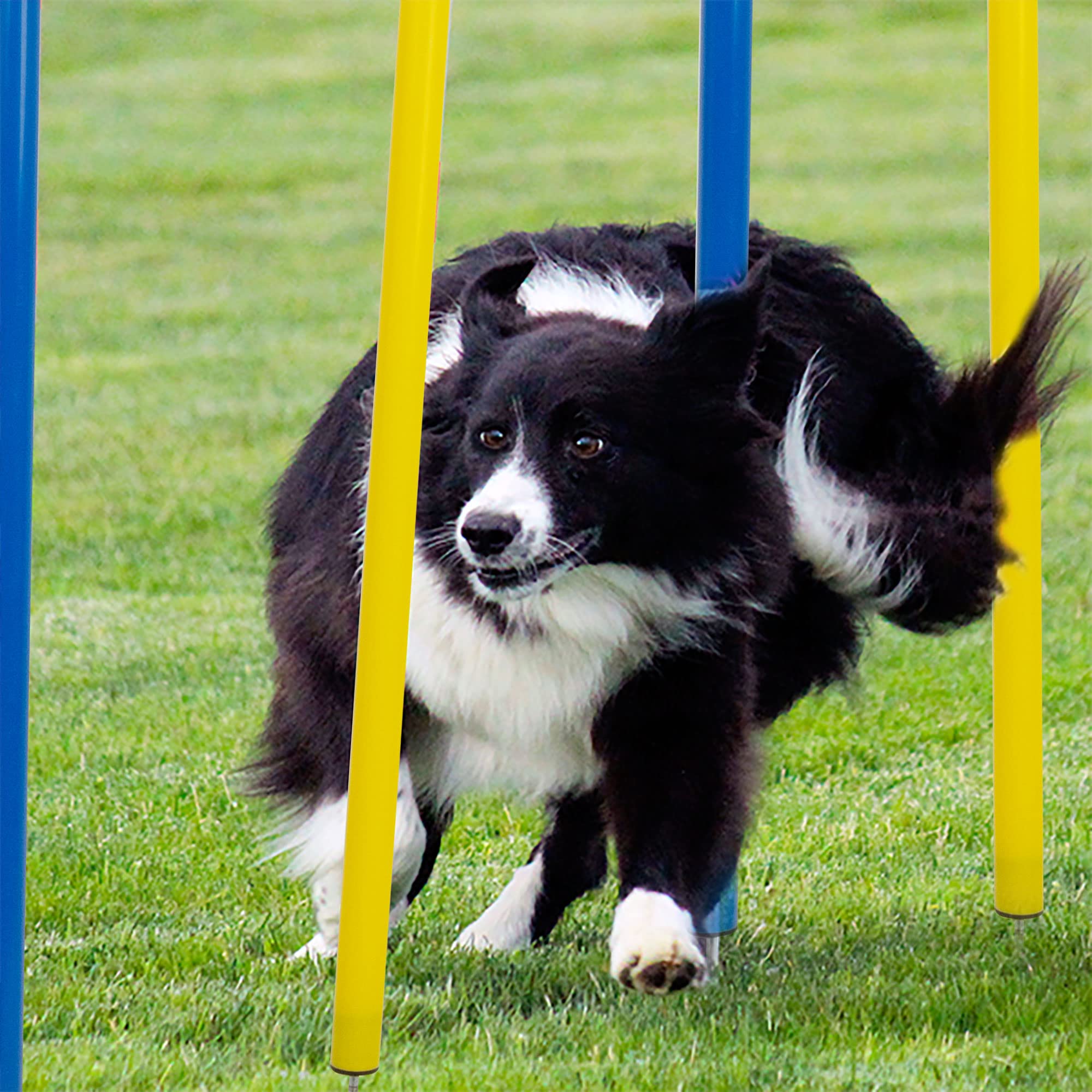 Juego exterior de Pet Prime para perros, entrenamiento al aire libre