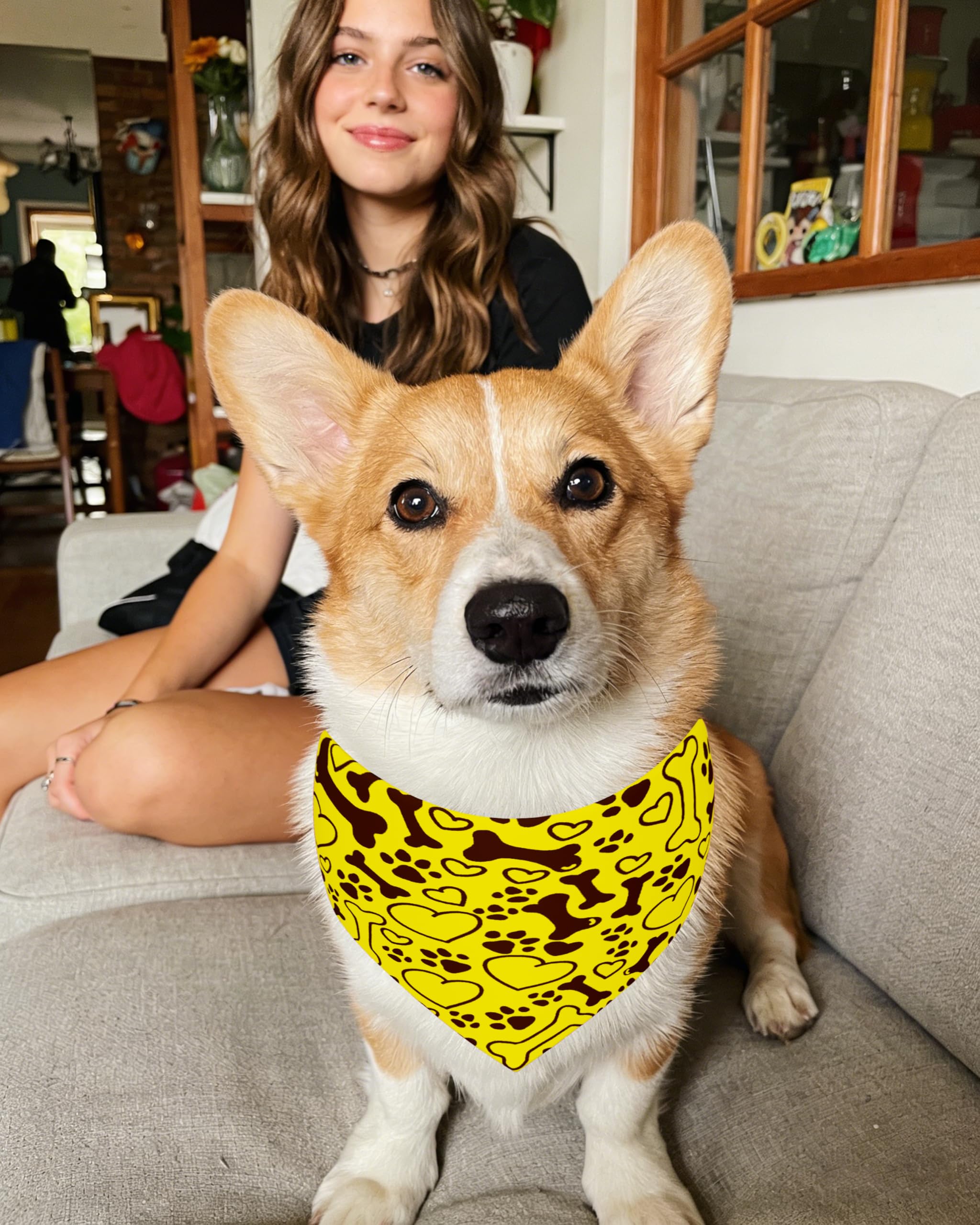 Ideal para fiestas y sesiones de fotos caninas PET SHOW.