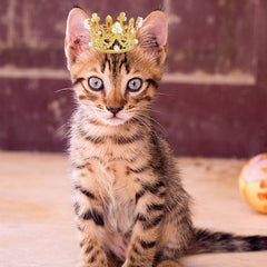 Corona plateada PET SHOW con rhinestones para fiesta de mascotas.