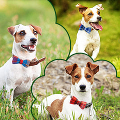 PET SHOW lazo-collar deslizable, colocacion facil.