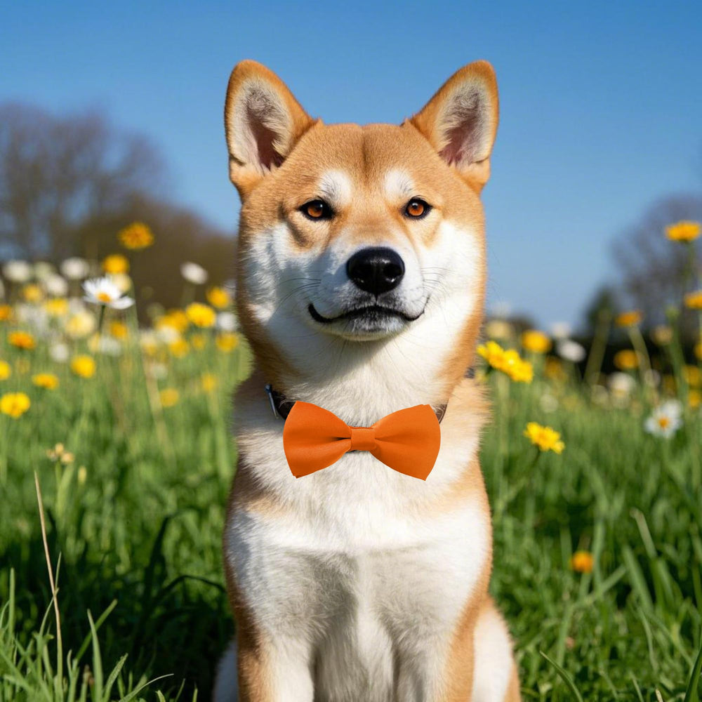PET SHOW uso en diademas para niñas, estilo lúdico