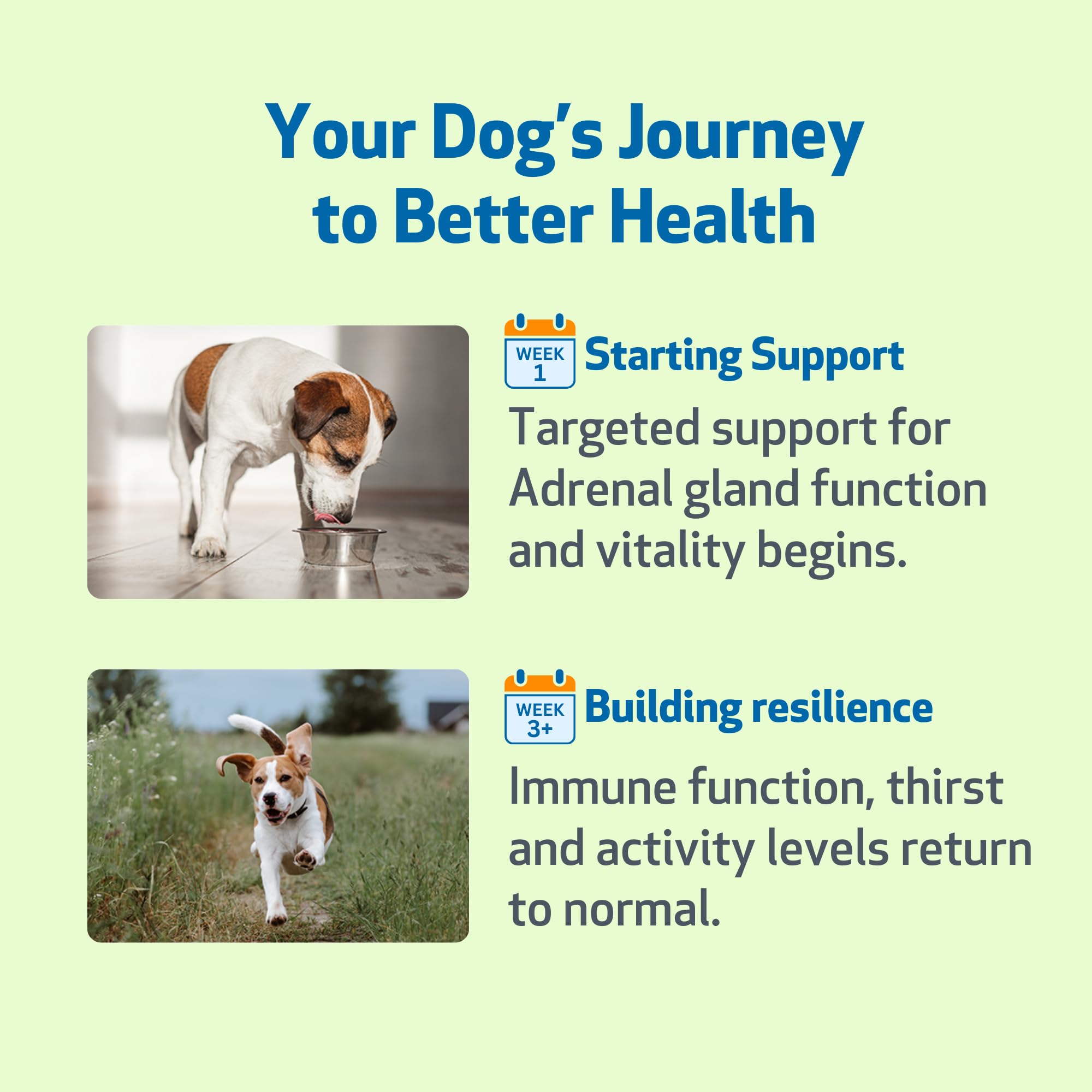Pet Wellbeing Adrenal Harmony Gold: instrucciones de uso visibles para la dosificación.