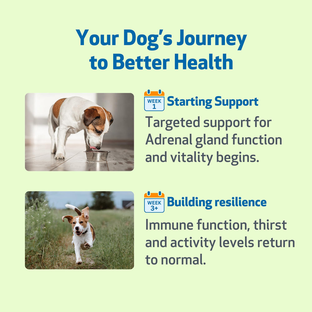 Pet Wellbeing Adrenal Harmony Gold: instrucciones de uso visibles para la dosificación.