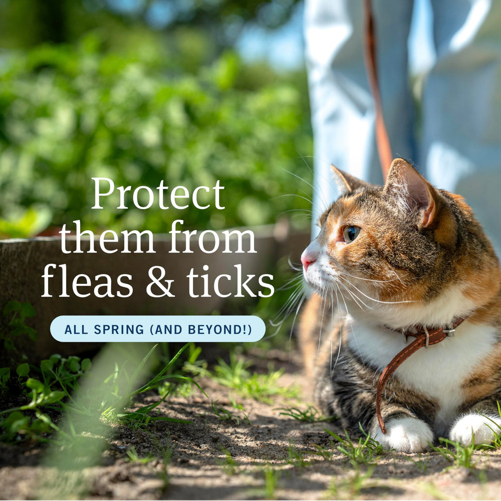 PetArmor Plus: application topique sur pelage de chat.