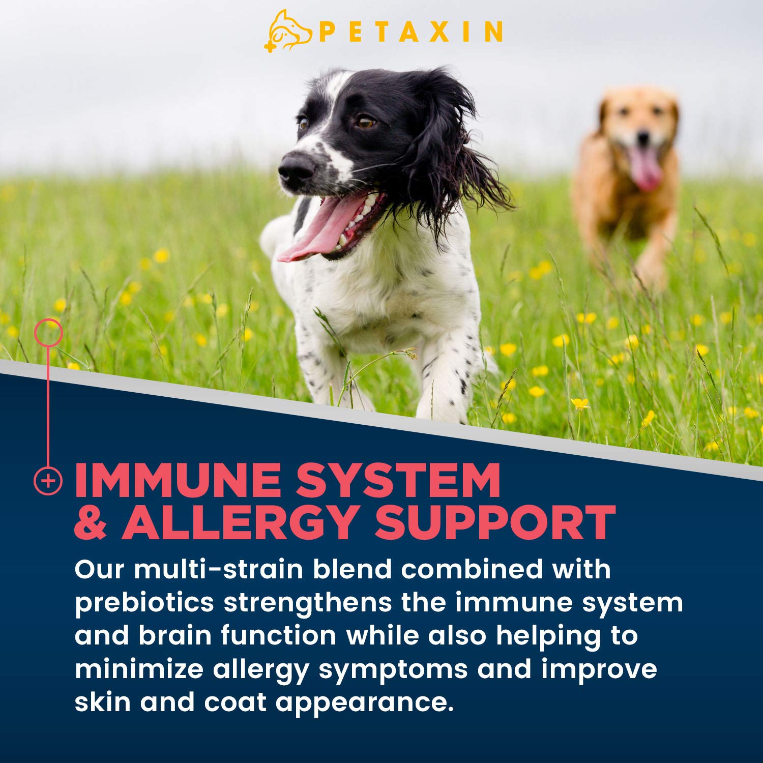 Petaxin Probiotics para perros, sabor pollo, agrado y fácil de dar.