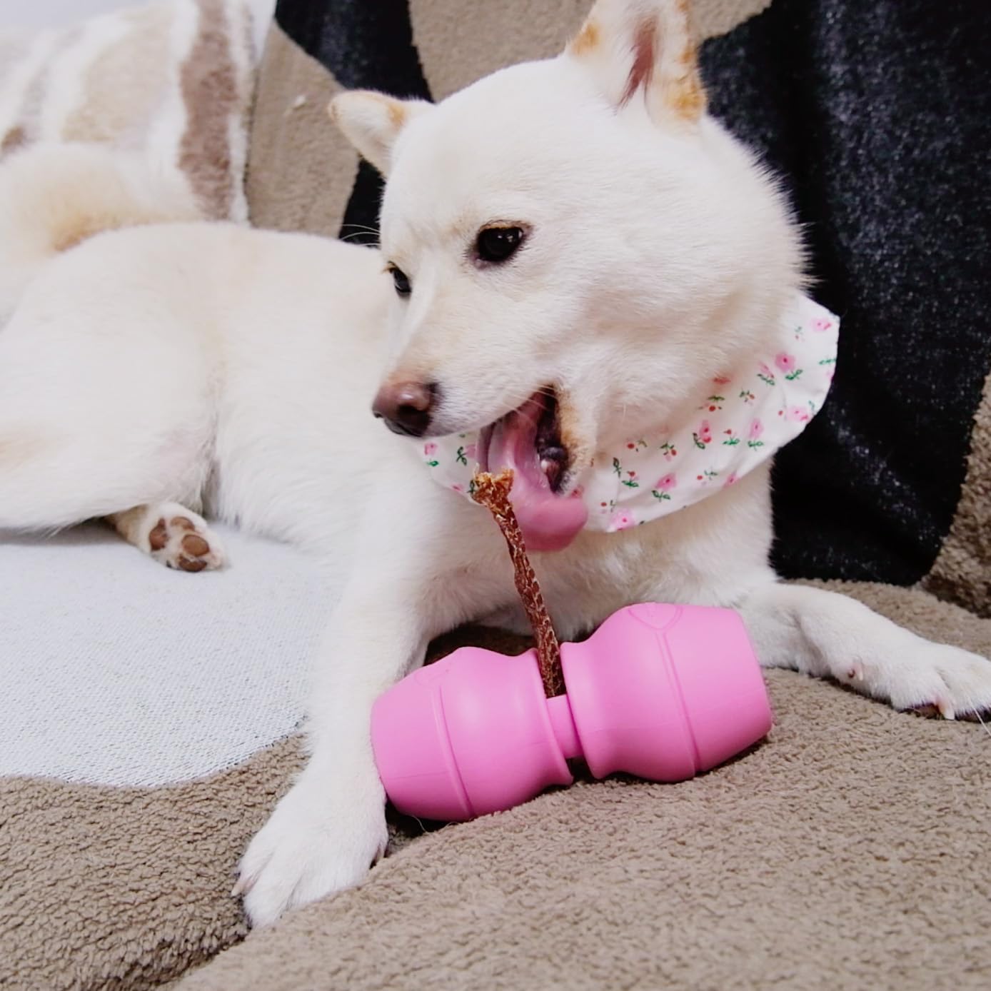 PetClan Chewise diseño duradero y de larga duración.