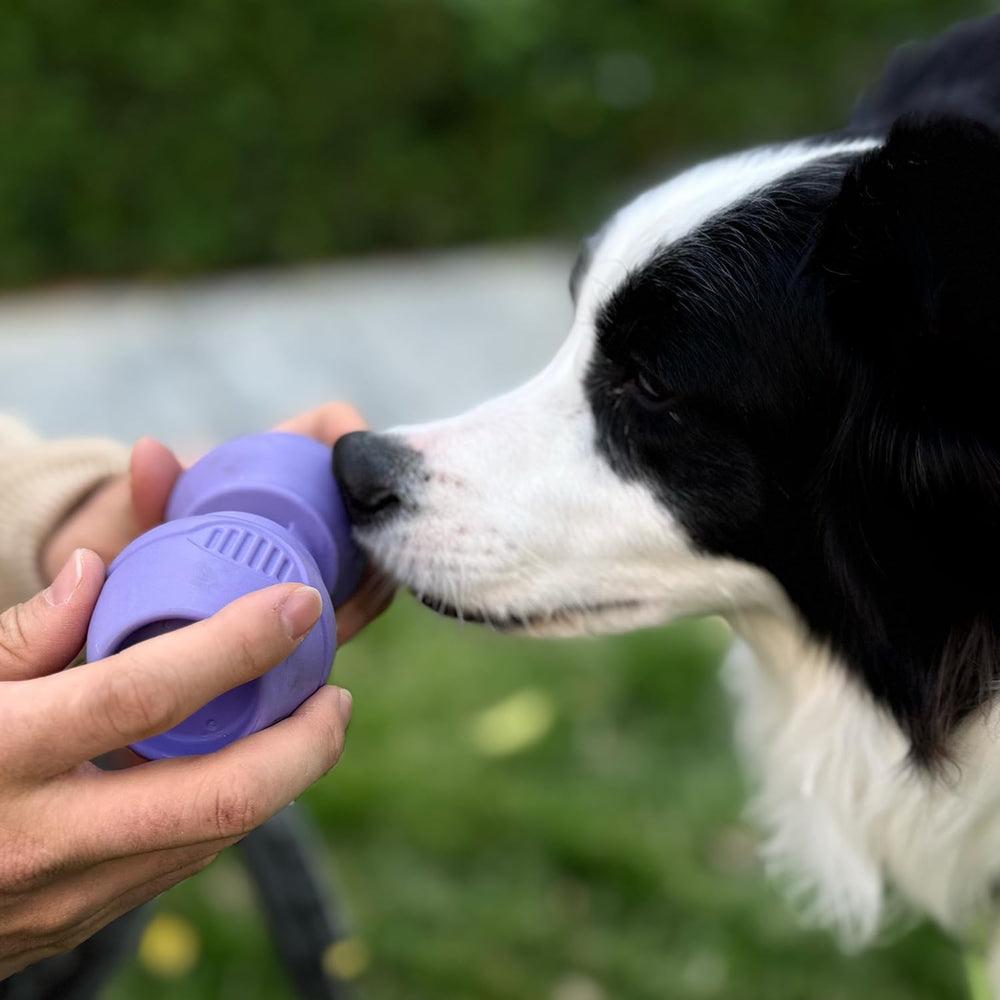 Porta palitos Chewise de PetClan: adecuado para perros de distintos tamaños.