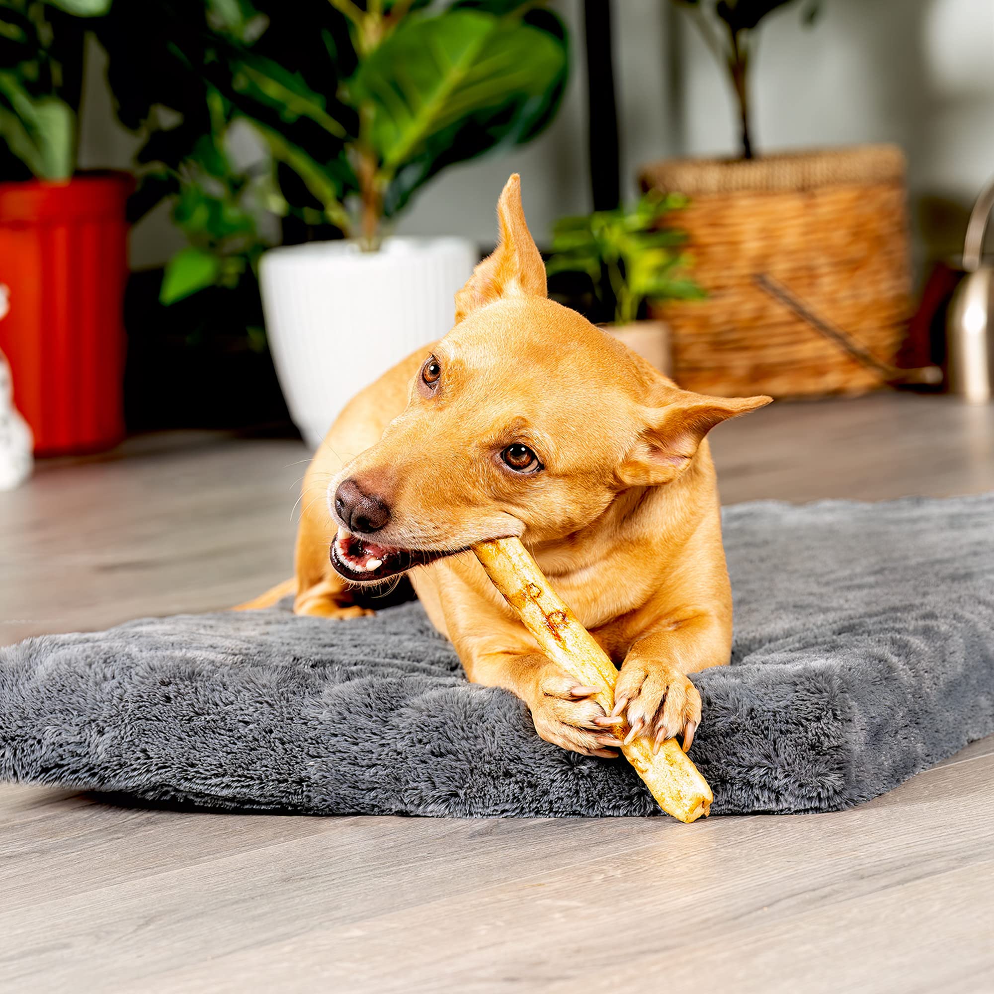 Pet Factory Beefhide saboreo-pollo-rolos-delgados para perros curiosos.