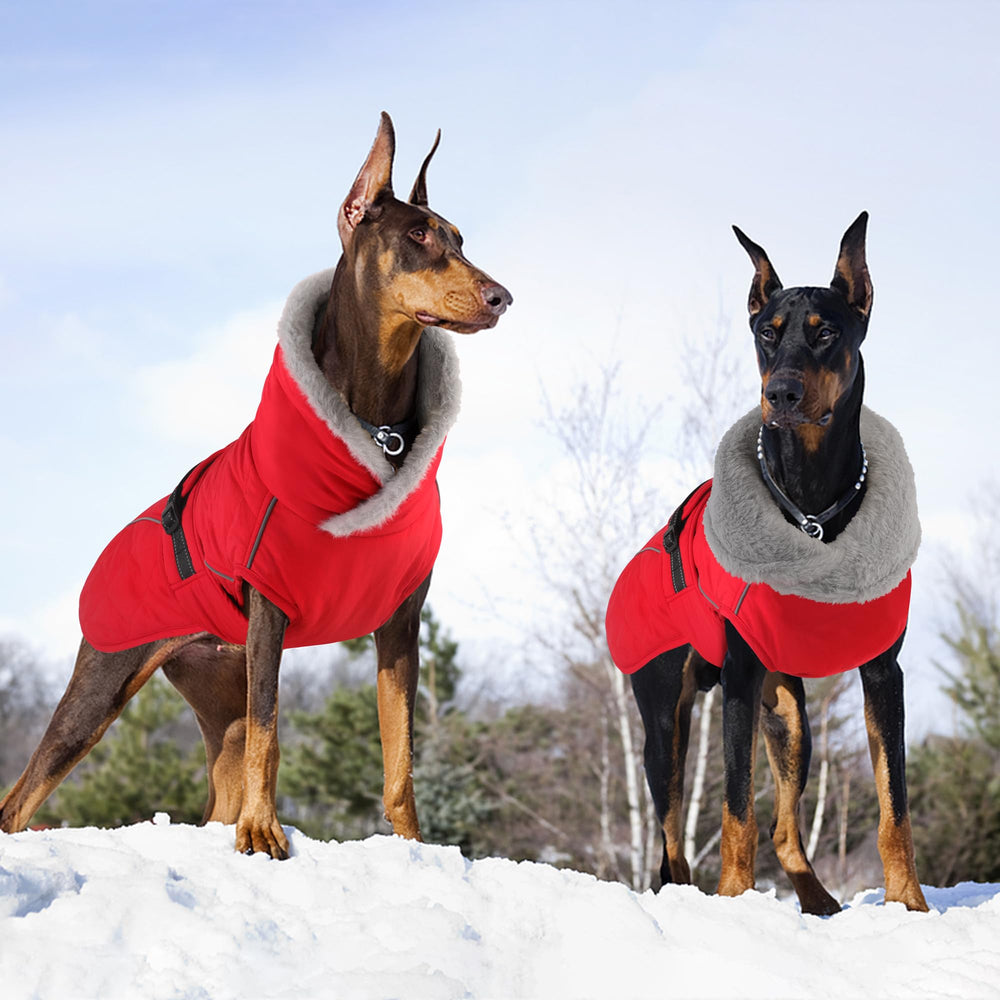 Petglad Uso diario y navidad: estilo cálido para salidas familiares.